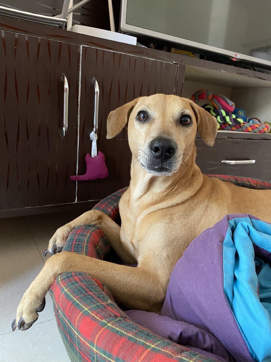 A curious Indian dog looking attentive - representing pet safety and nutrition awareness